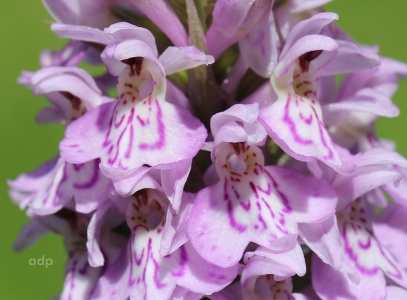 Southern Marsh Orchid (Dactylorhiza praetermissa) Alan Prowse